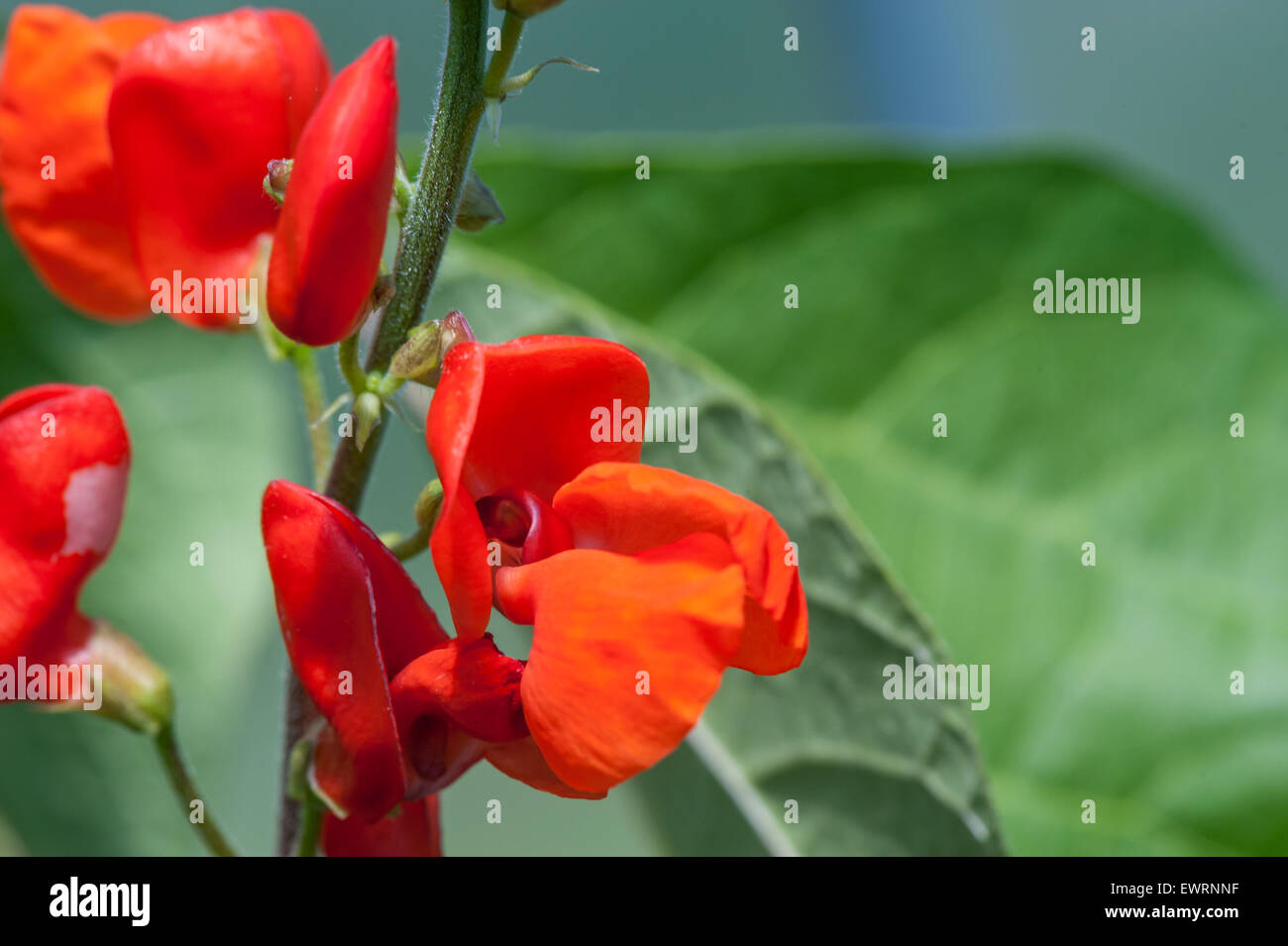 close up runner bean flower phaseolus coccineus Stock Photo Alamy