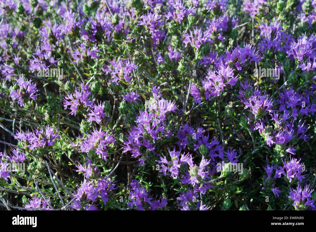 Thymus capitatus hires stock photography and images Alamy