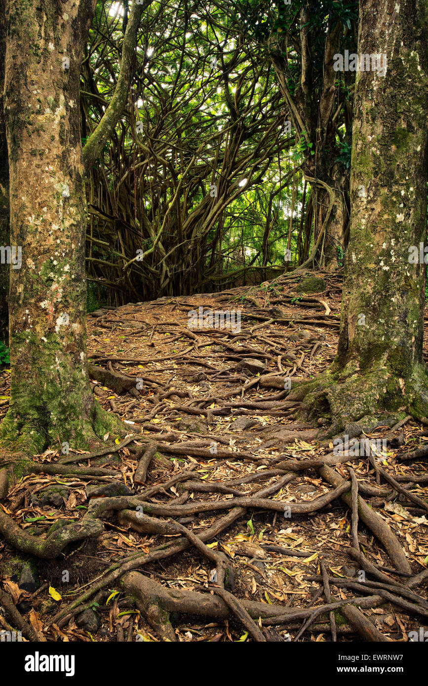Path and tree roots at Rainbow Falls. Hawaii, The Big Island Stock Photo