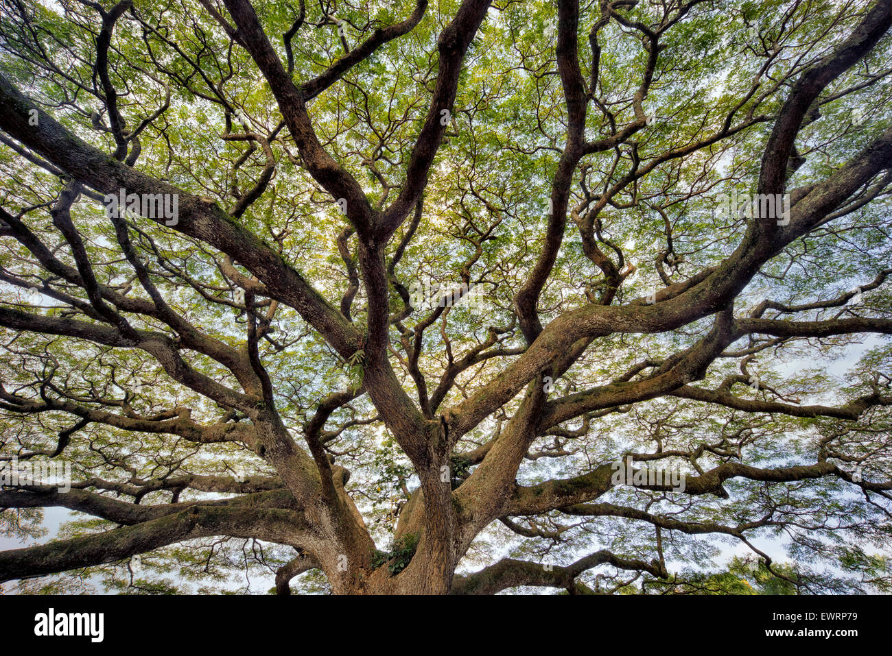 Large wildly branching tree. Hawaii, The Big Island Stock Photo