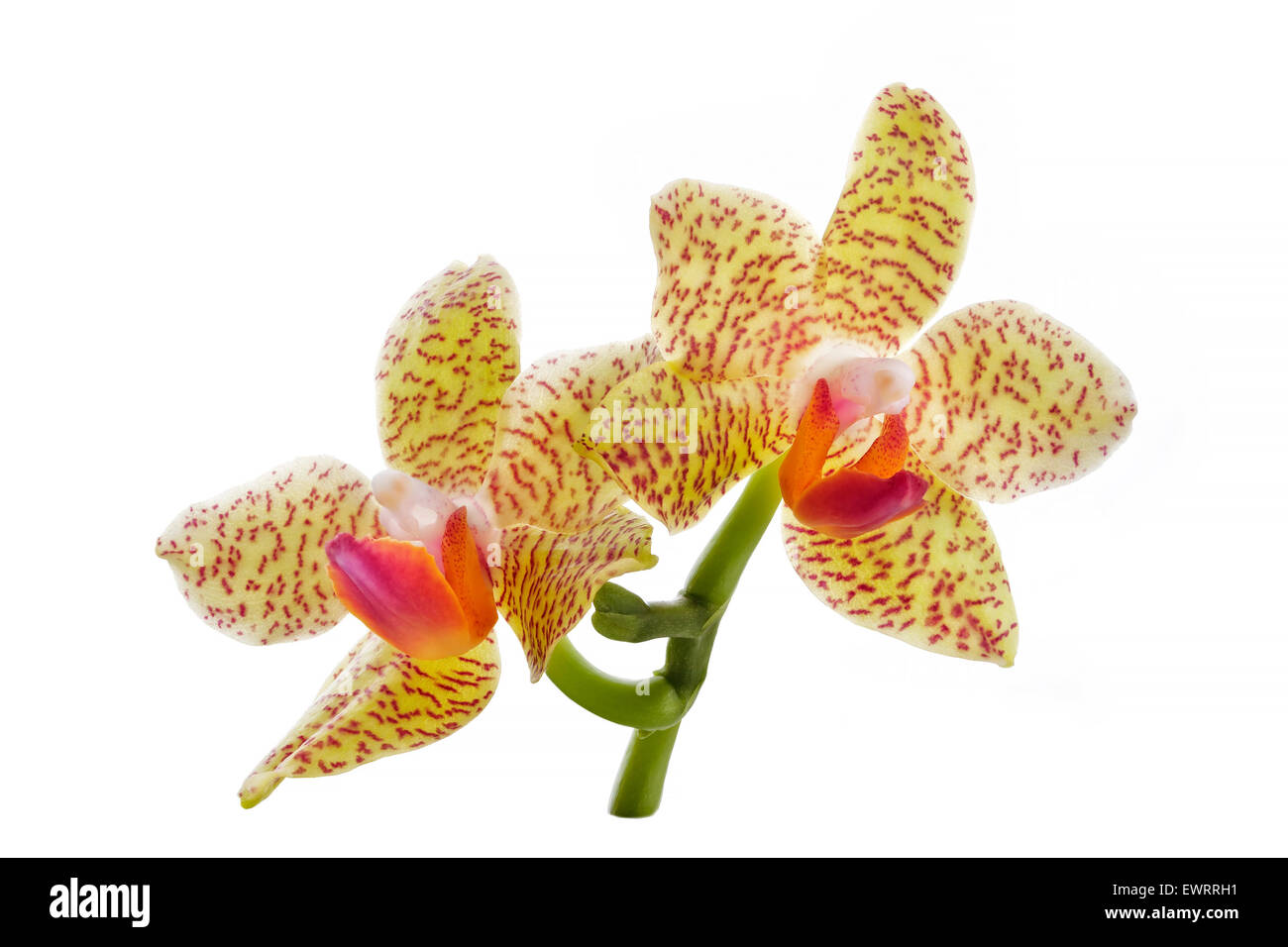 yellow orchid flowers isolated on white Stock Photo