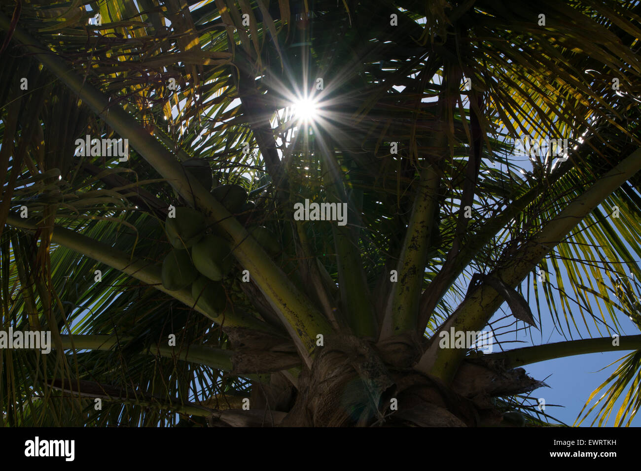 A sun star seen through the leaves of a palm tree Stock Photo