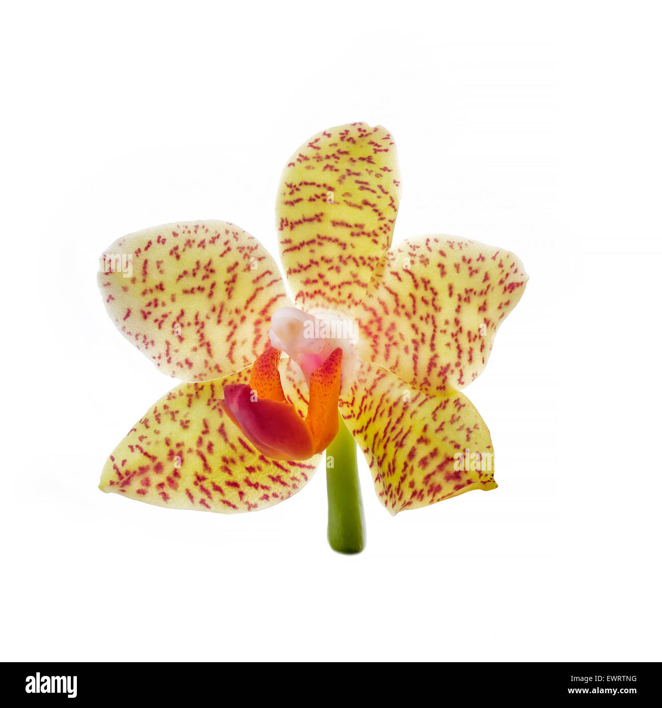 yellow orchid flower isolated on white Stock Photo