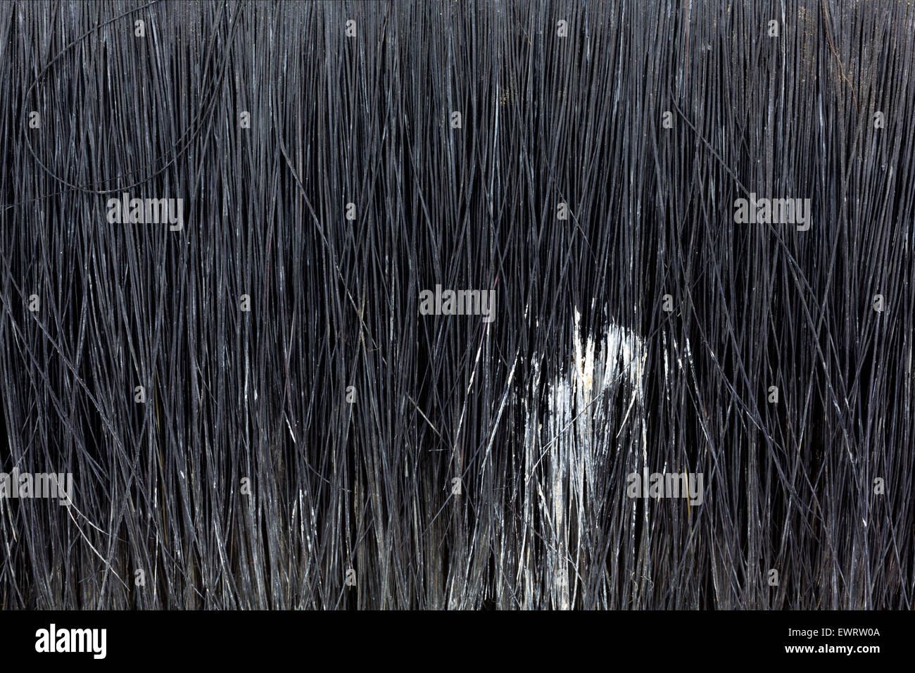 A very close view of a worn black bristle paintbrush with dried white paint. Stock Photo