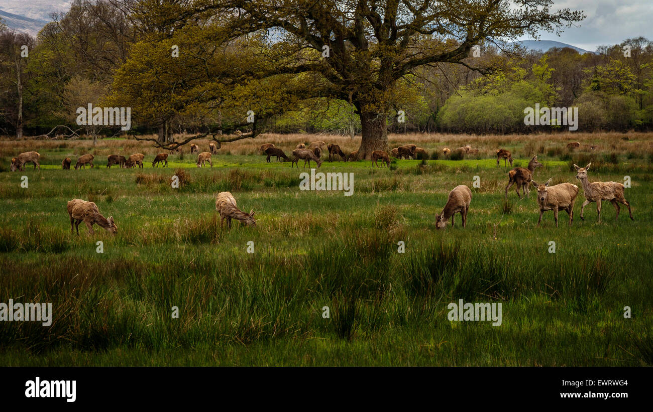 Herd of female Red Deer in winter coats or Cervus Elaphus grazing on meadow in Killarney National Park, County Kerry, Ireland Stock Photo
