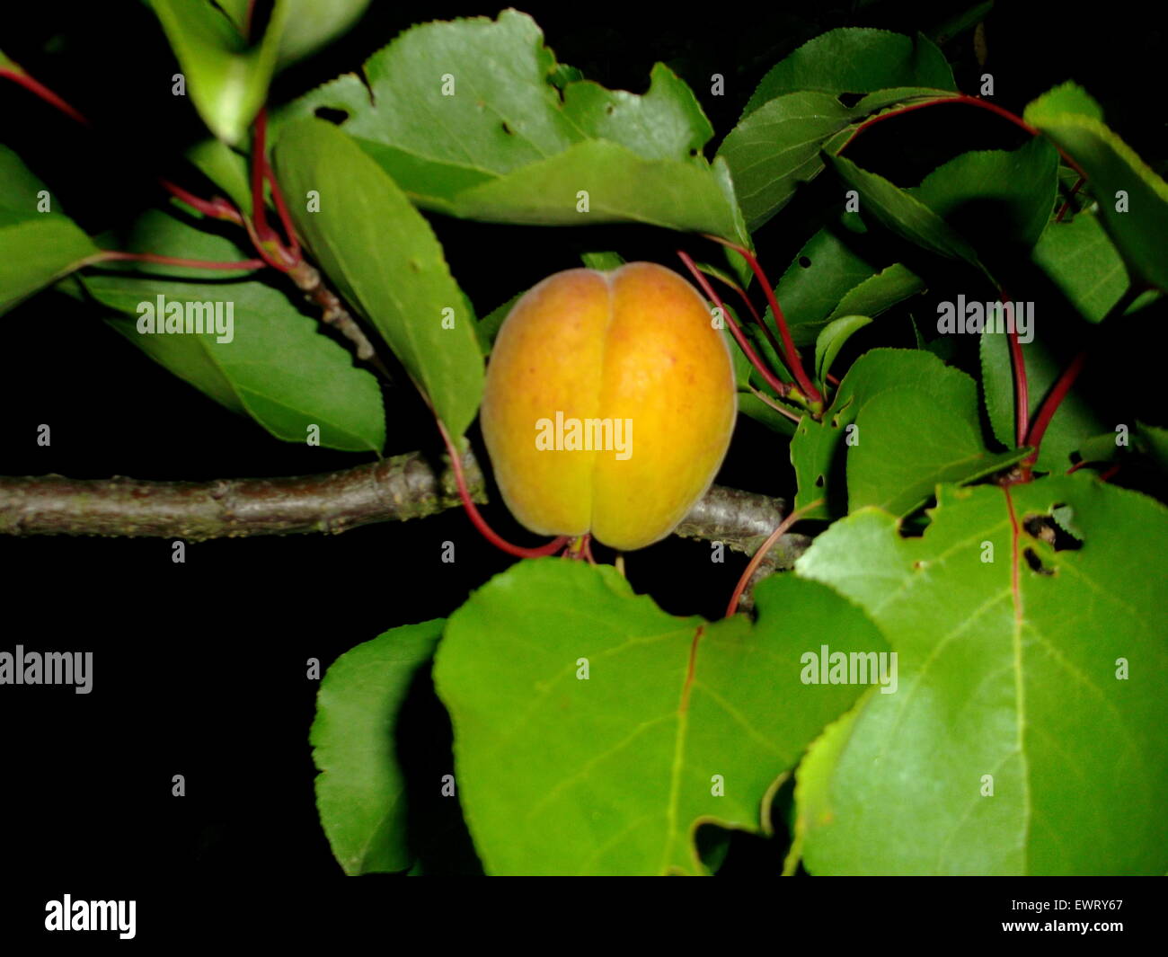 This is a fresh, juicy and ripe peach, still growing on the tree but not ready to be harvested - at night. Stock Photo
