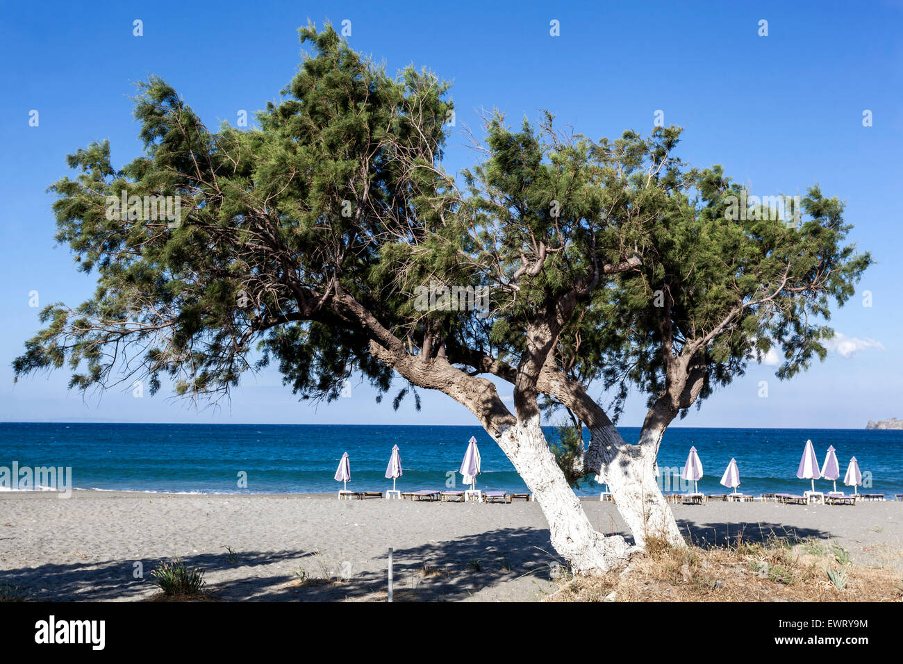 Two tamarisk trees on the Beach, Plakias Crete Greece beach Stock Photo
