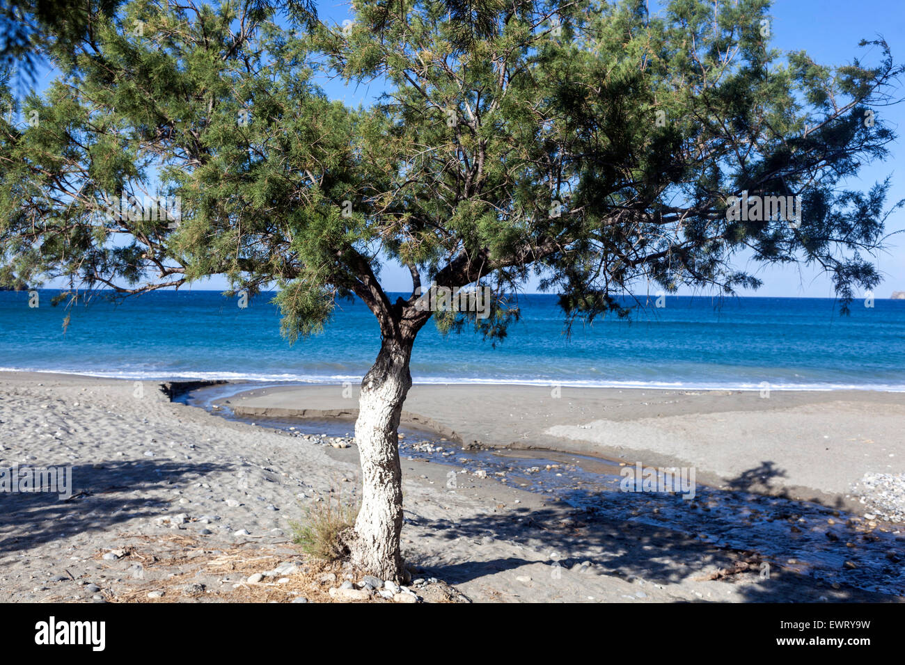 Tamarisk tree, Beach of Plakias, South Crete, Greece Europe Stock Photo