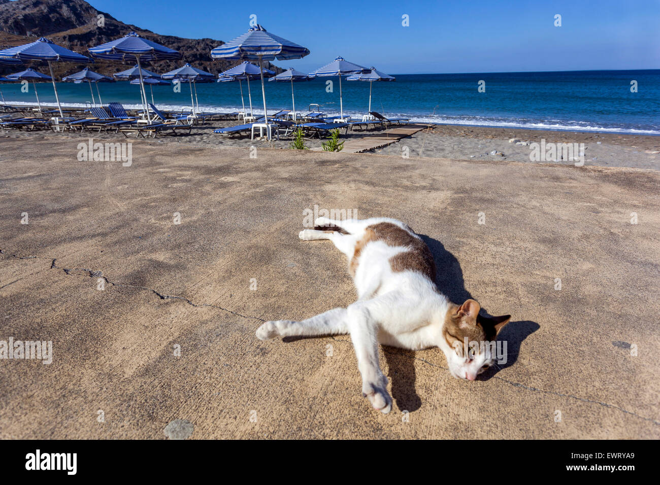 Greece cat on Beach of Plakias, South Crete, Greece domestic cat lying on the beach sea Stock Photo