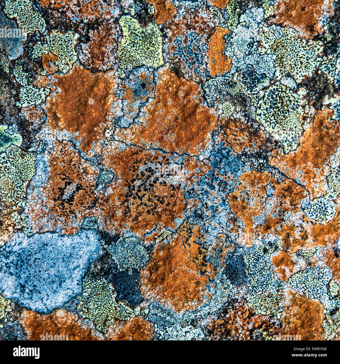 Abstract Background Texture Of Multi-Colored Lichen On A Rock Stock Photo
