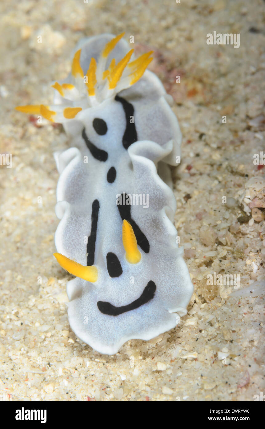 sea slug or nudibranch, Chromodoris alcalai, Anilao, Batangas, Philippines, Pacific Stock Photo