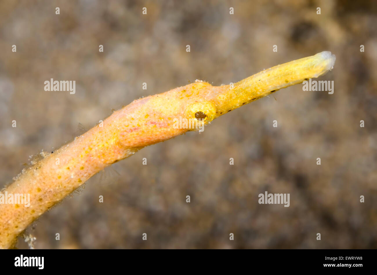 Short-Tailed pipefish, Trachyrhamphus bicoarctatus, Anilao, Batangas, Philippines, Pacific Stock Photo
