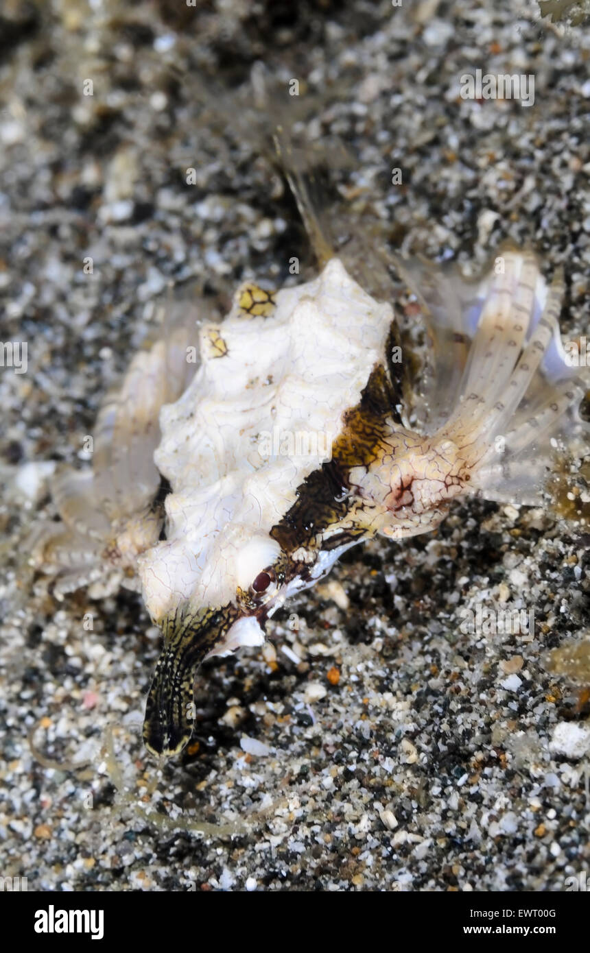Pegasus or Dragon Sea moth, Eurypegasus draconis, Anilao, Batangas, Philippines, Pacific Stock Photo