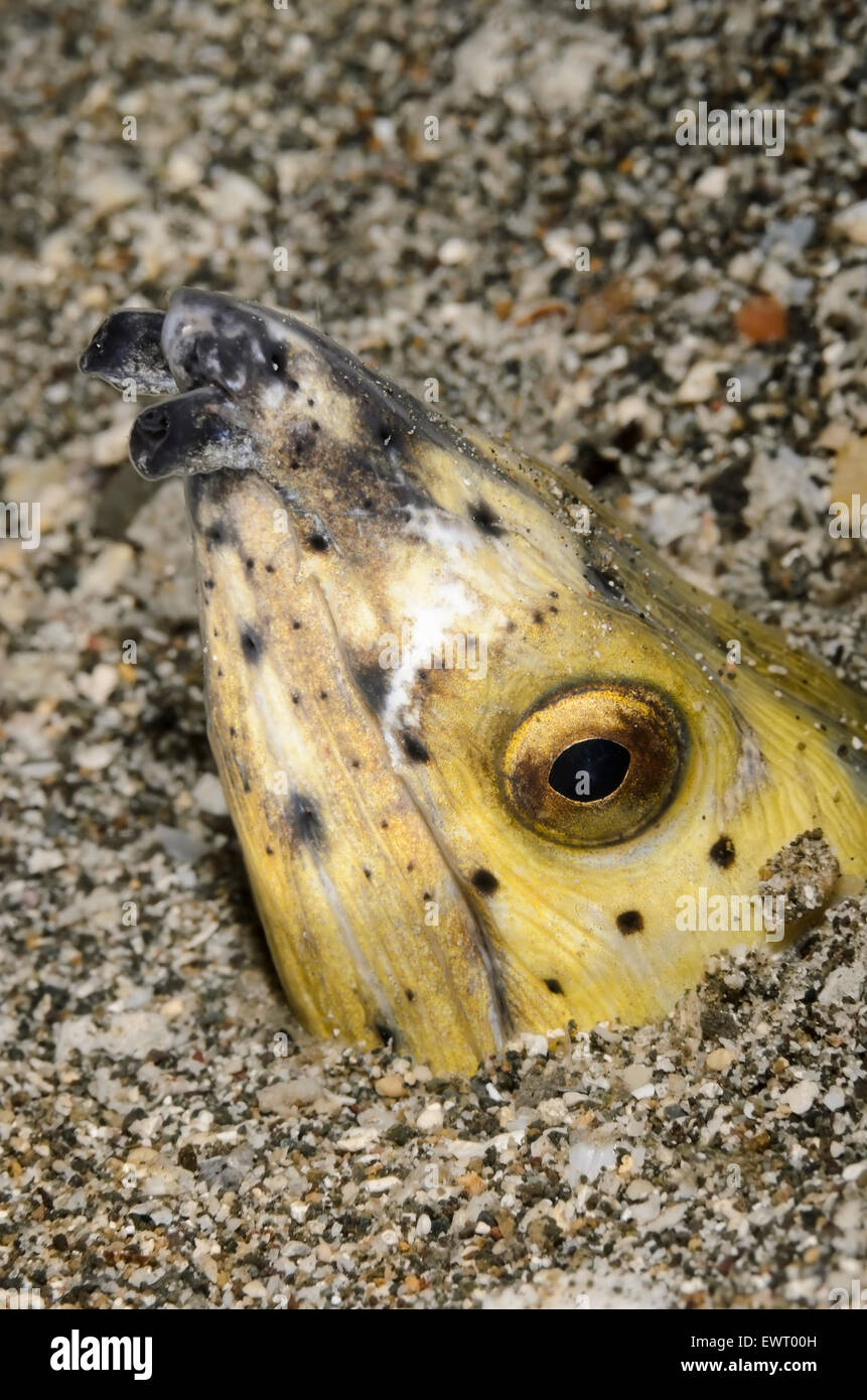 Black-finned Snake Eel, Ophichthus melanochir, Lembeh, North Sulawesi,  Indonesia, Asia Stock Photo - Alamy