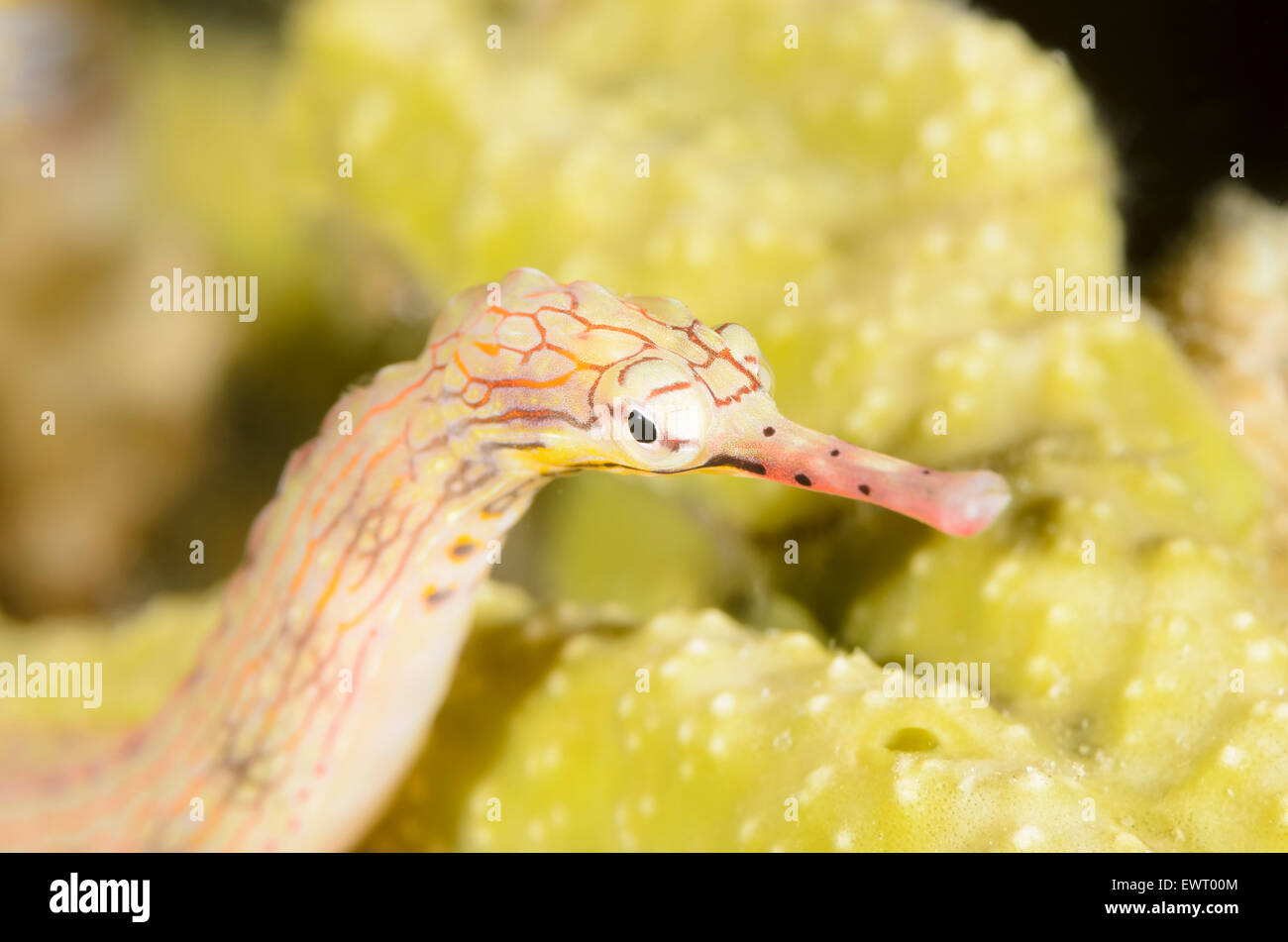 Scribbled pipefish, Corythoichthys intestinalis, Anilao, Batangas