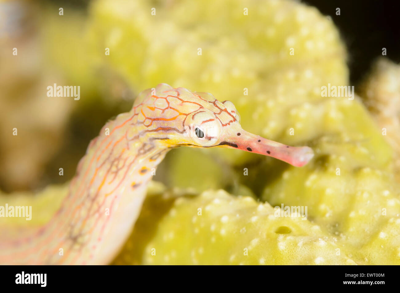 Scribbled pipefish, Corythoichthys intestinalis, Anilao, Batangas, Philippines, Pacific Stock Photo