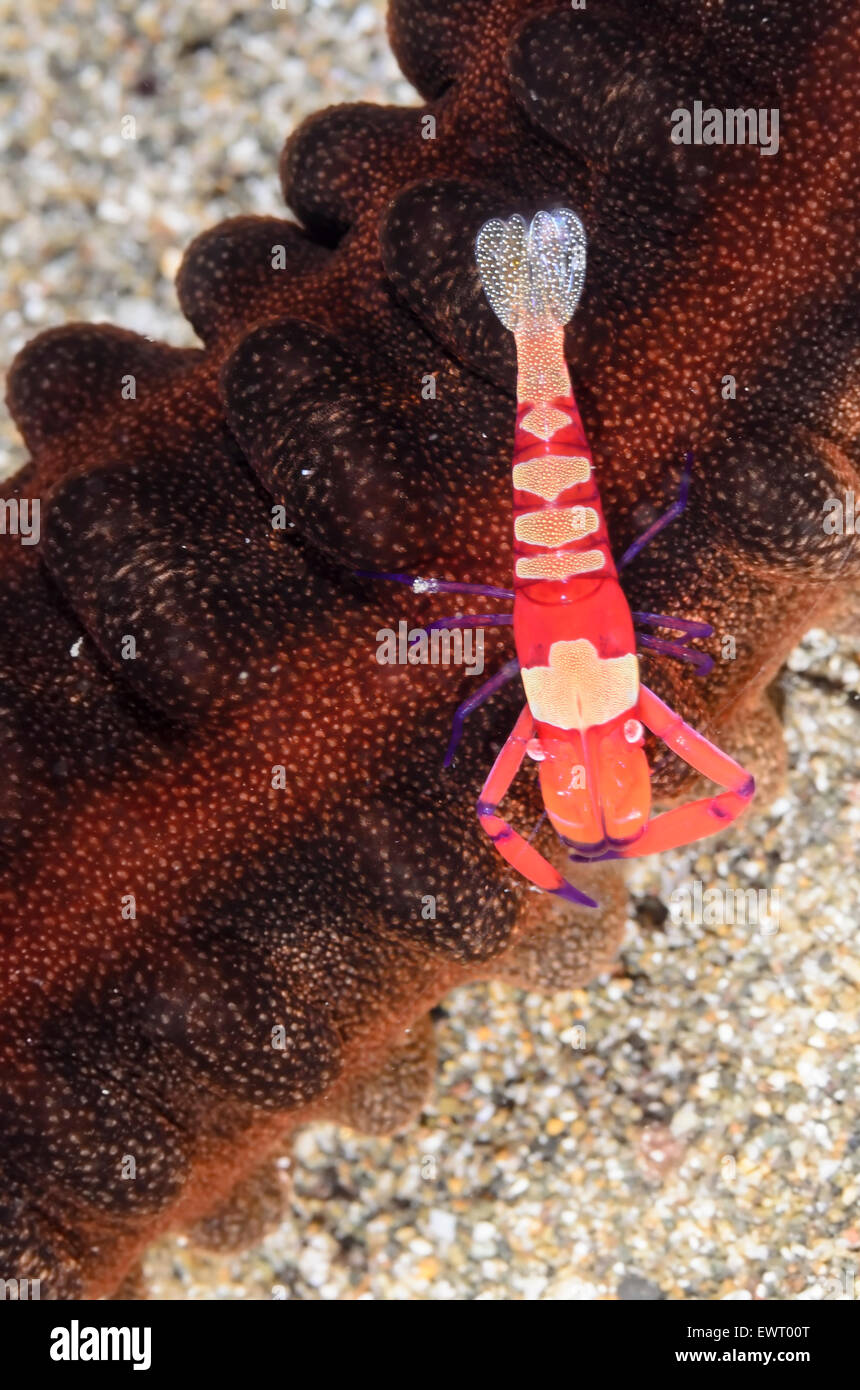 Emporer shrimp, Periclimenes imperator, on a sea cucumber Opheodesoma spectabilis, Anilao, Batangas, Philippines, Pacific Stock Photo