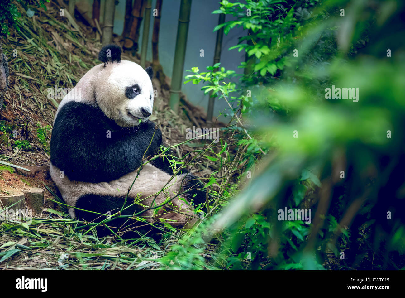 Giant panda Stock Photo