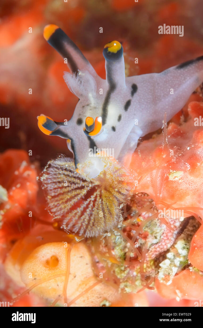 sea slug or nudibranch, Thecacera picta, Anilao, Batangas, Philippines, Pacific Stock Photo