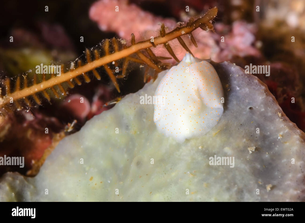 Batwing sea slug, Sagaminopteron bilealbum, Anilao, Batangas, Philippines, Pacific Stock Photo