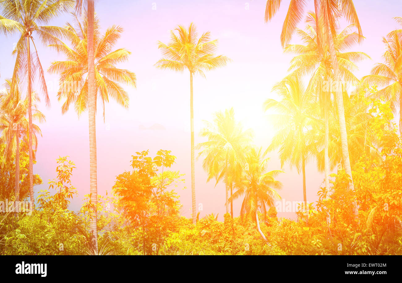 Tropics tropical hi-res stock photography and images - Alamy
