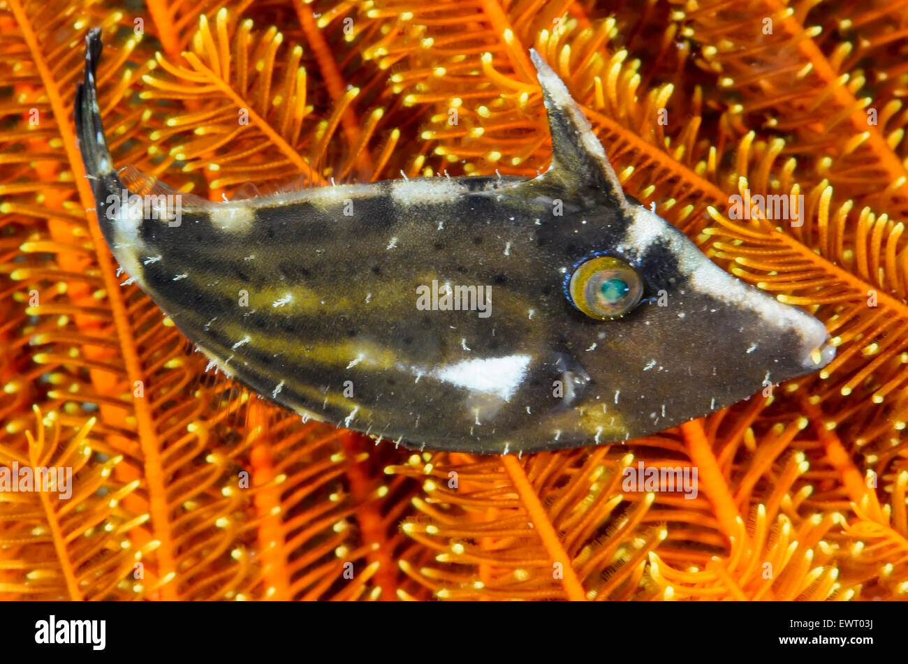 Whitebar filefish, Paramonacanthus chlorocephalus, Anilao, Batangas, Philippines, Pacific Stock Photo