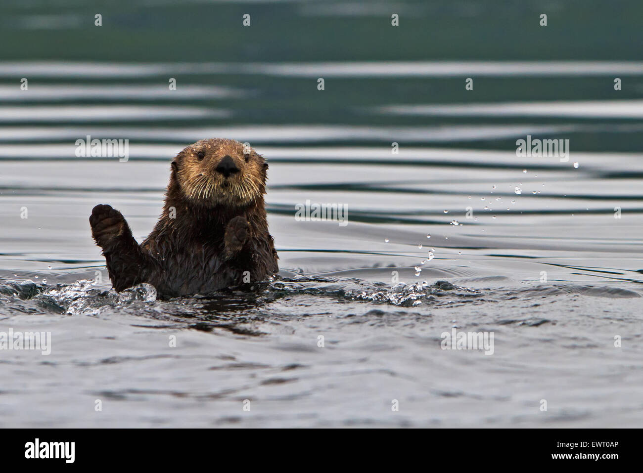 Sea otter, Enhydra lutris, belongs to the weasel family, photographed of the west coast of northern Vancouver Island, British Co Stock Photo