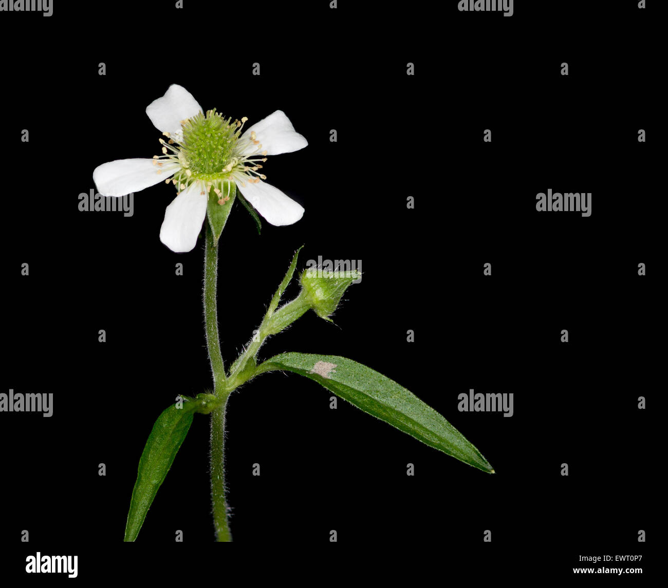 Macro closeup of a White Avens wildflower. Stock Photo