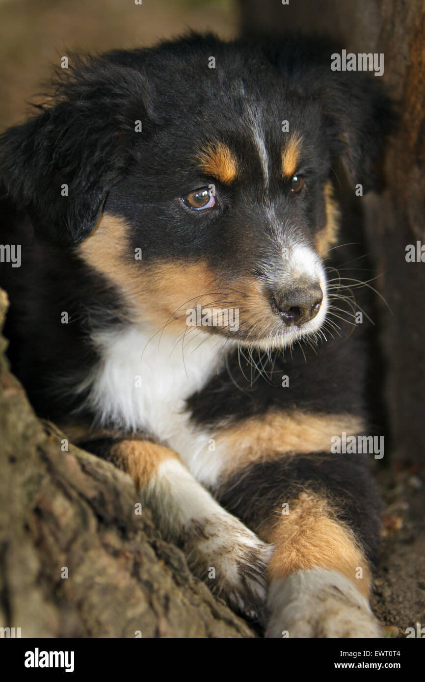 Australian Shepard Black-Tri dog pup Stock Photo