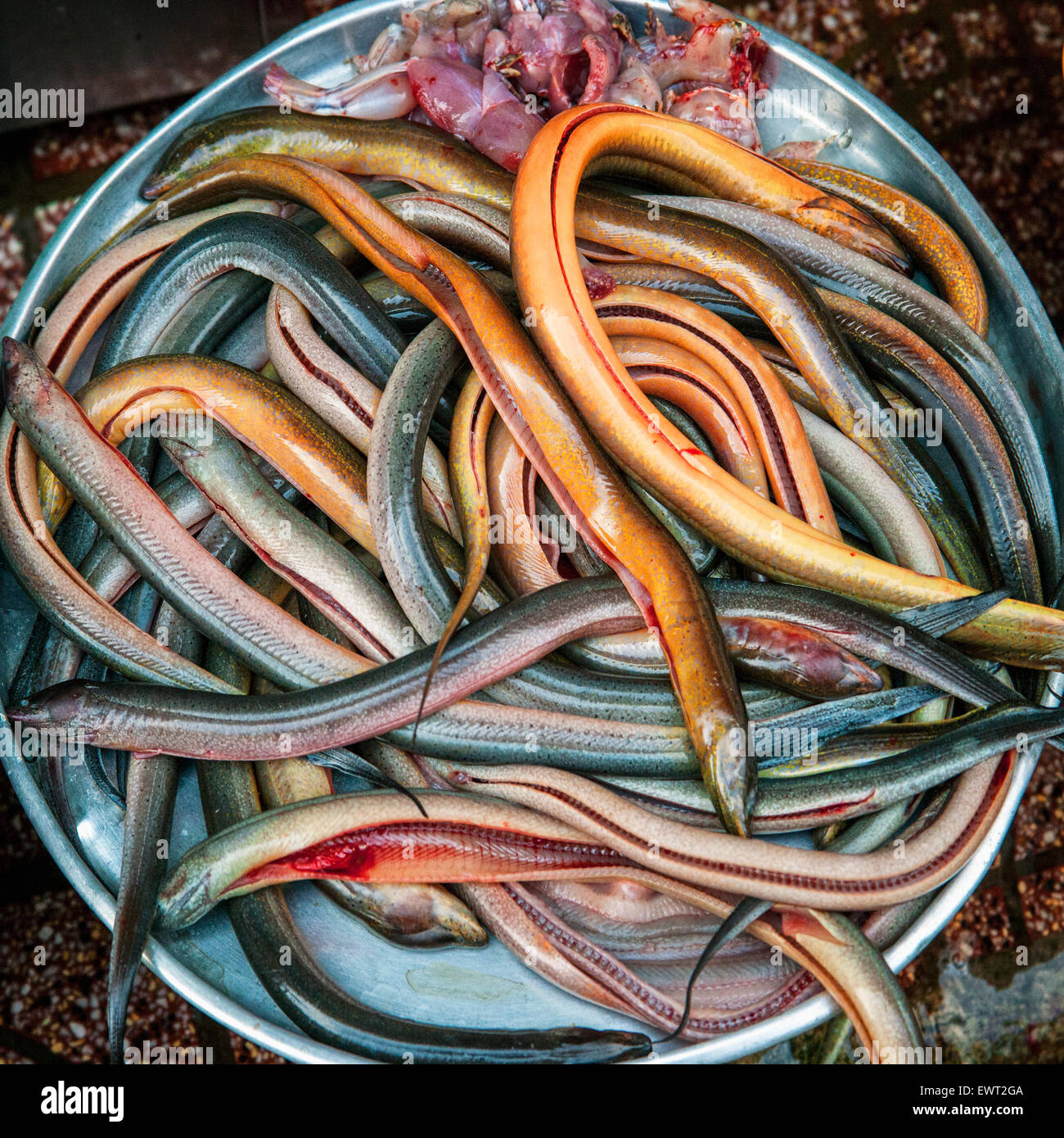 Asian swamp eels in a container in a market. Stock Photo