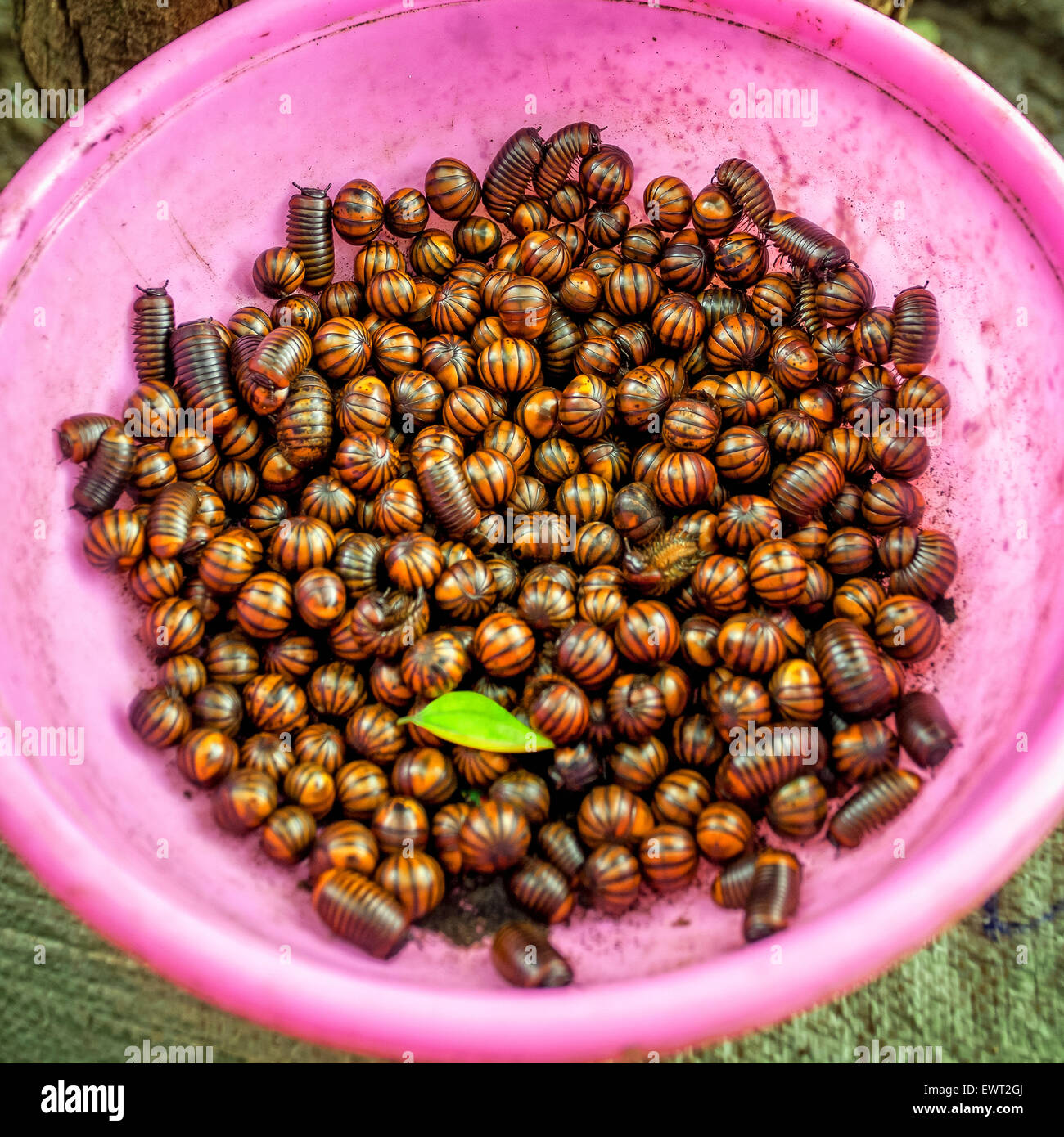 Giant pill millipedes in pink bowl Stock Photo