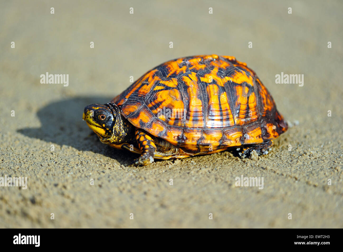 Box Turtle Crossing a Dirt Road Stock Photo