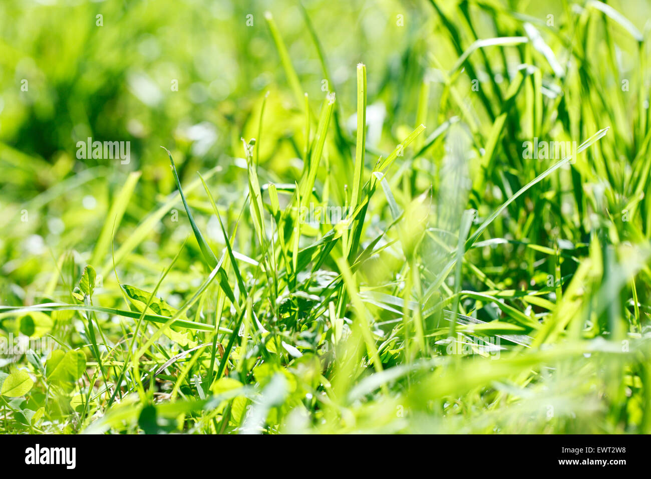 Image showcasing grass at the park Stock Photo - Alamy