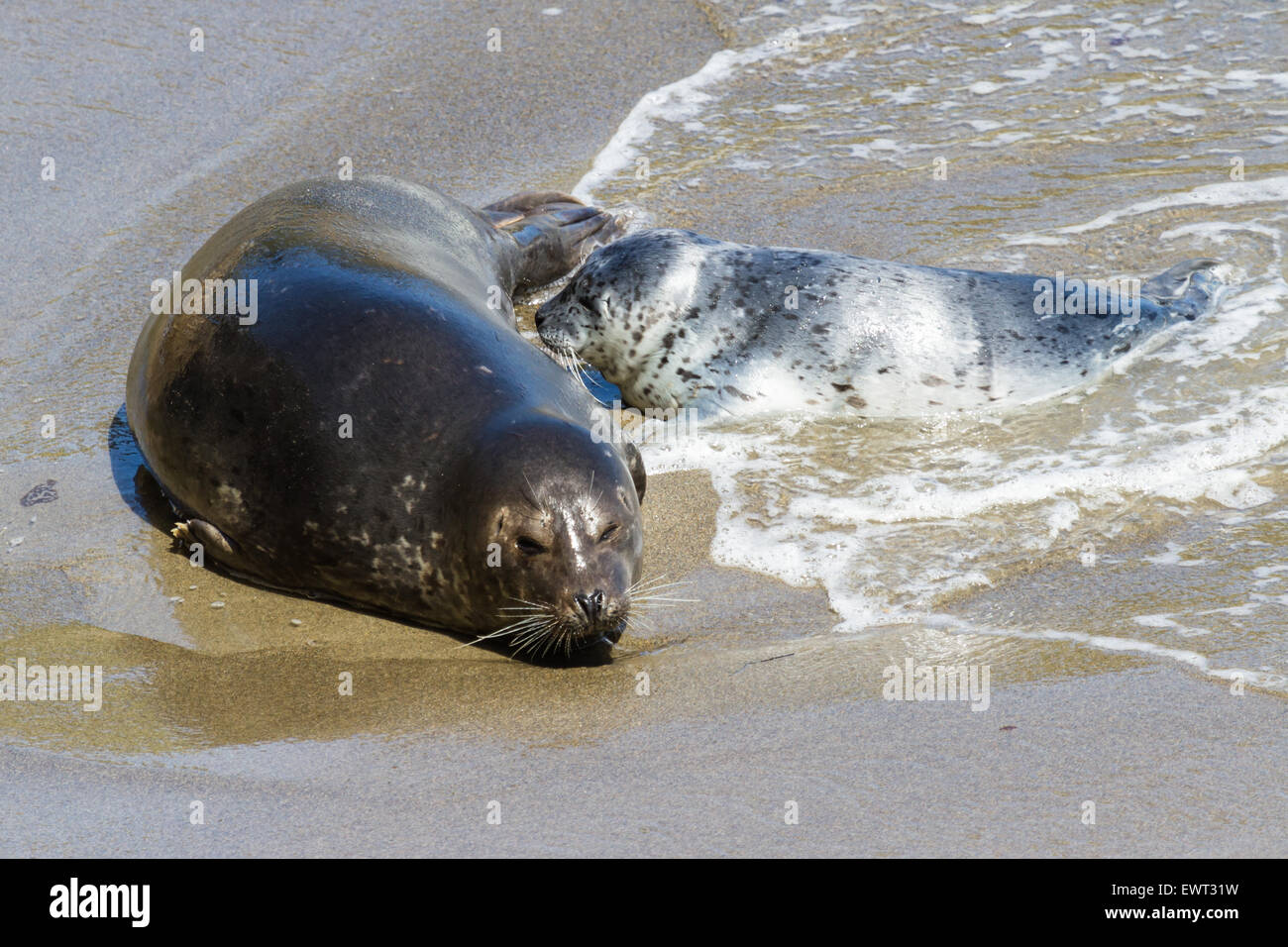 two year old baby seal feeding in a protected cove of the California