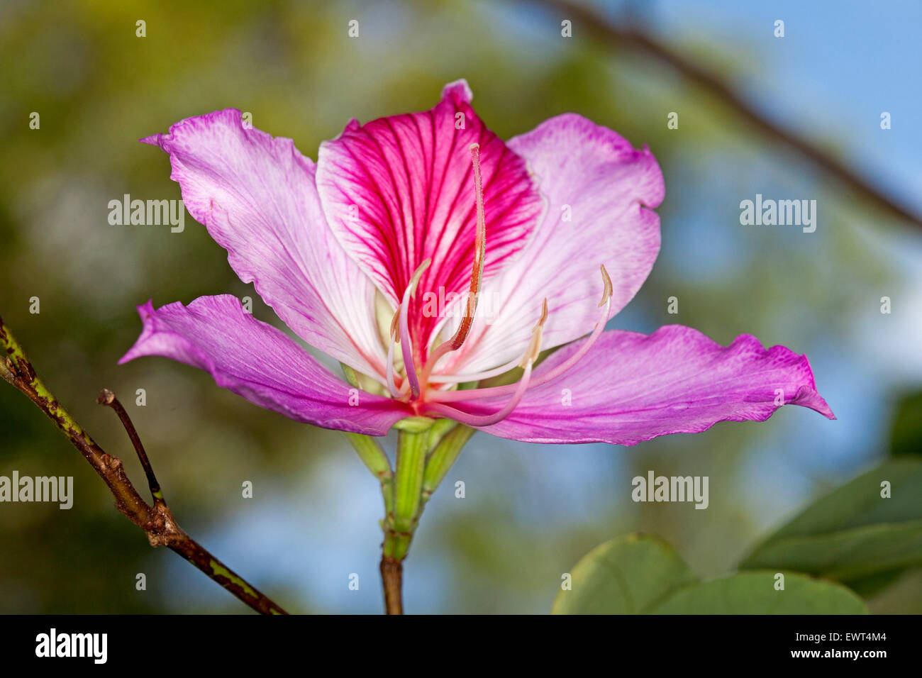 Panoramic image of stunning pink / red flower of Bauhinia variegata, deciduous butterfly / orchid tree, against background of blue sky Stock Photo