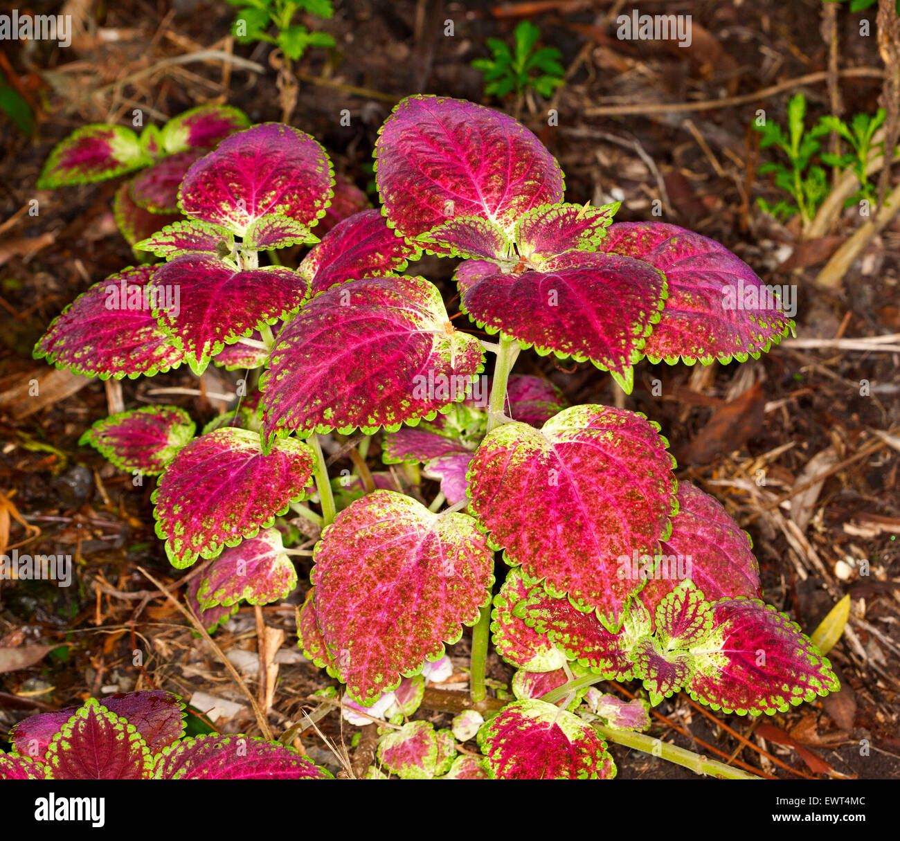 Vivid red leaves with green and yellow edges of coleus, painted nettle plant, Solenostemon scutellarioides on dark background Stock Photo