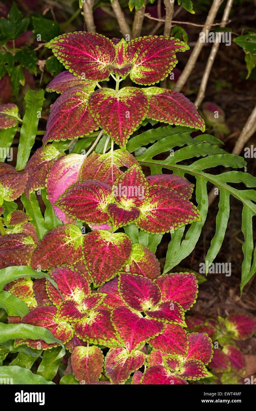 Vivid red leaves with green and yellow edges of coleus, painted nettle plant, Solenostemon scutellarioides on dark background Stock Photo