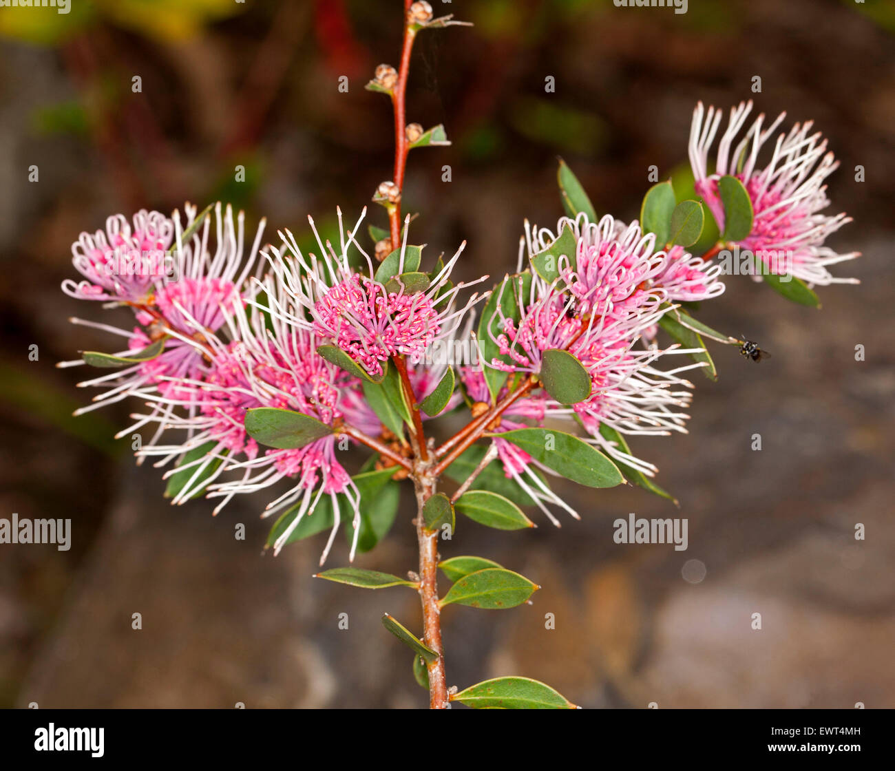 Stunning & unusual pink flowers & green leaves of Hakea cultivar 'Burrendong Beauty', Australian native plant on dark background Stock Photo