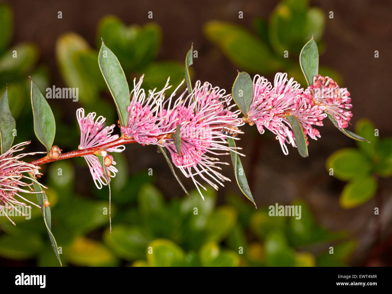 Stunning & unusual pink flowers & green leaves of Hakea cultivar 'Burrendong Beauty', Australian native plant on dark background Stock Photo