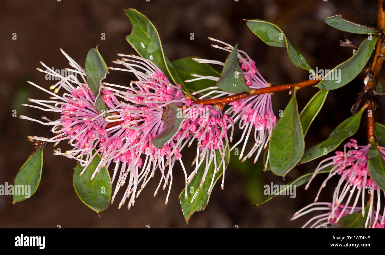 Stunning & unusual pink flowers & green leaves of Hakea cultivar 'Burrendong Beauty', Australian native plant on dark background Stock Photo