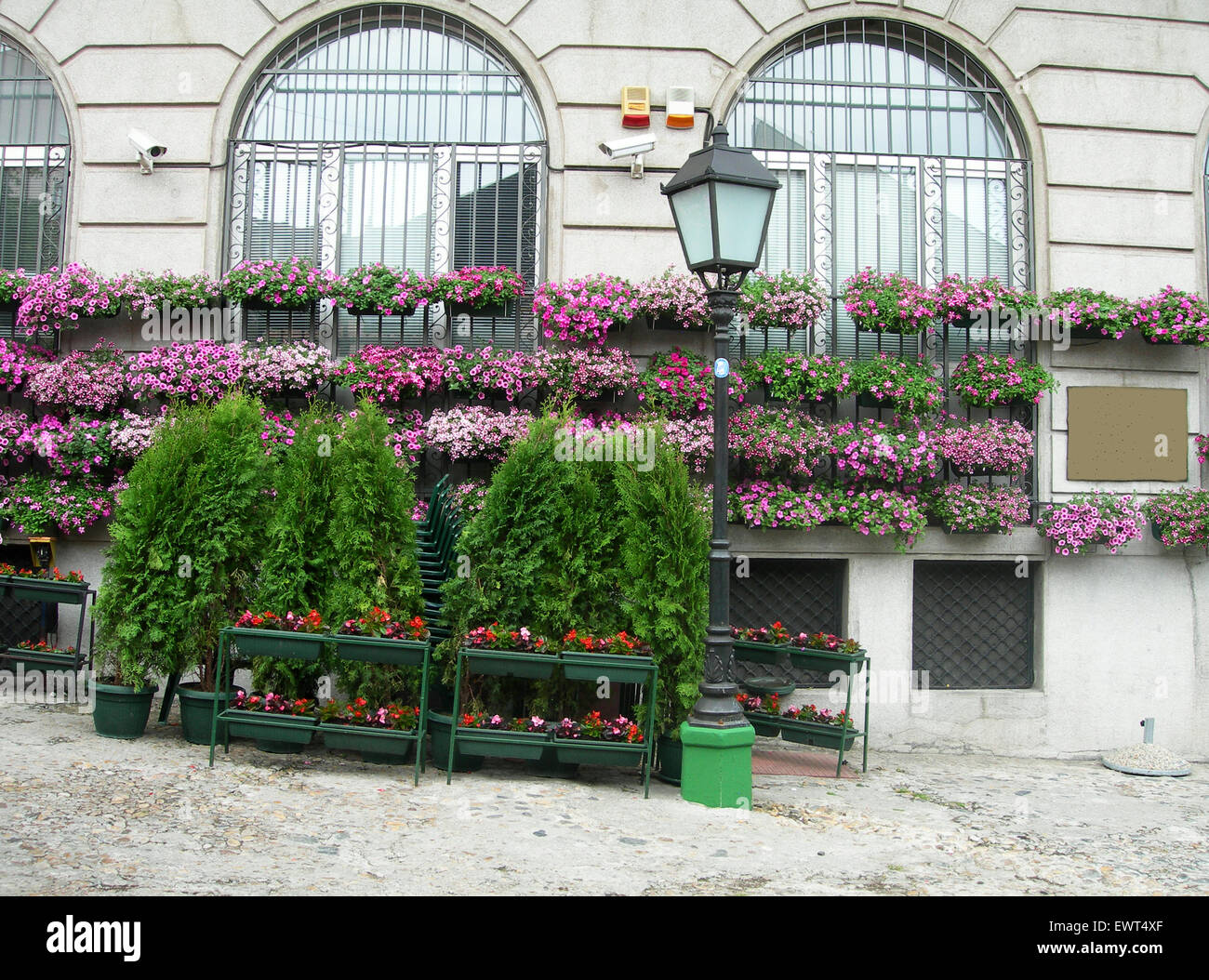 flower and shrub plant dispaly in bohemian quarter of Skadarlija Belgrade Serbia Europe Stock Photo