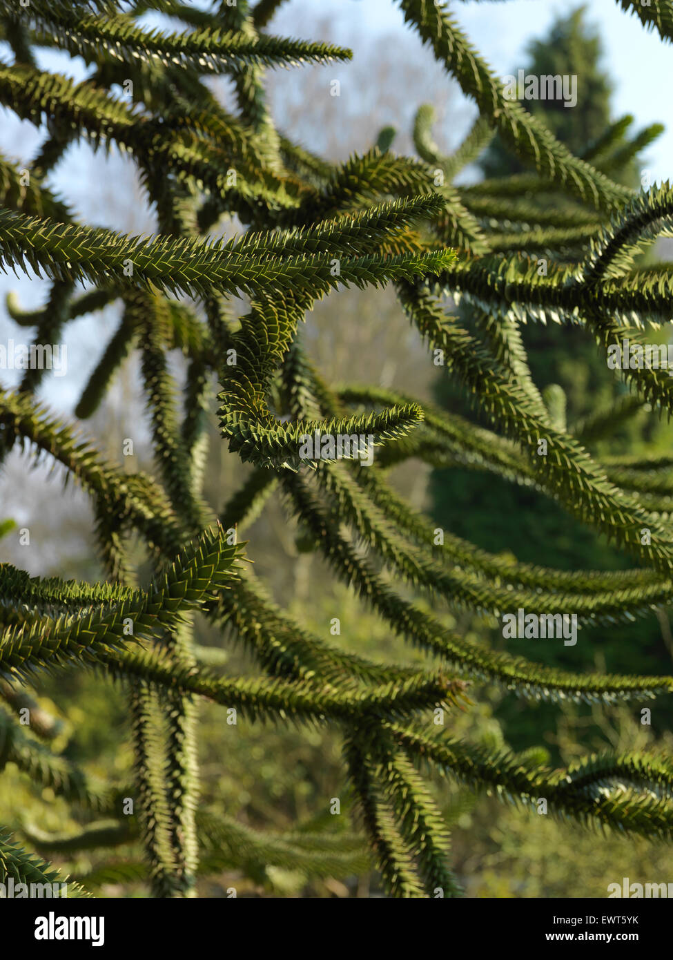 exotic tree branches Stock Photo Alamy
