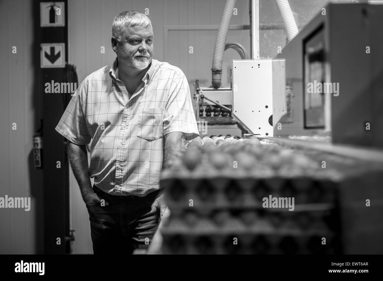 South Africa - Egg farmer with packing line Stock Photo