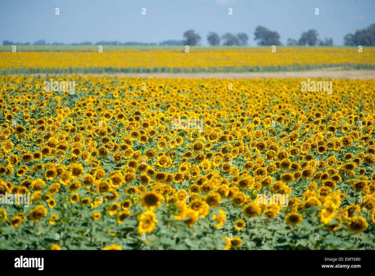 Bloemfontein, South Africa Sunflower (helianthus) Farm Stock Photo