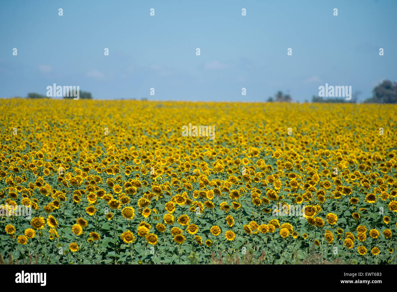 Bloemfontein, South Africa - Sunflower (helianthus)  Farm Stock Photo