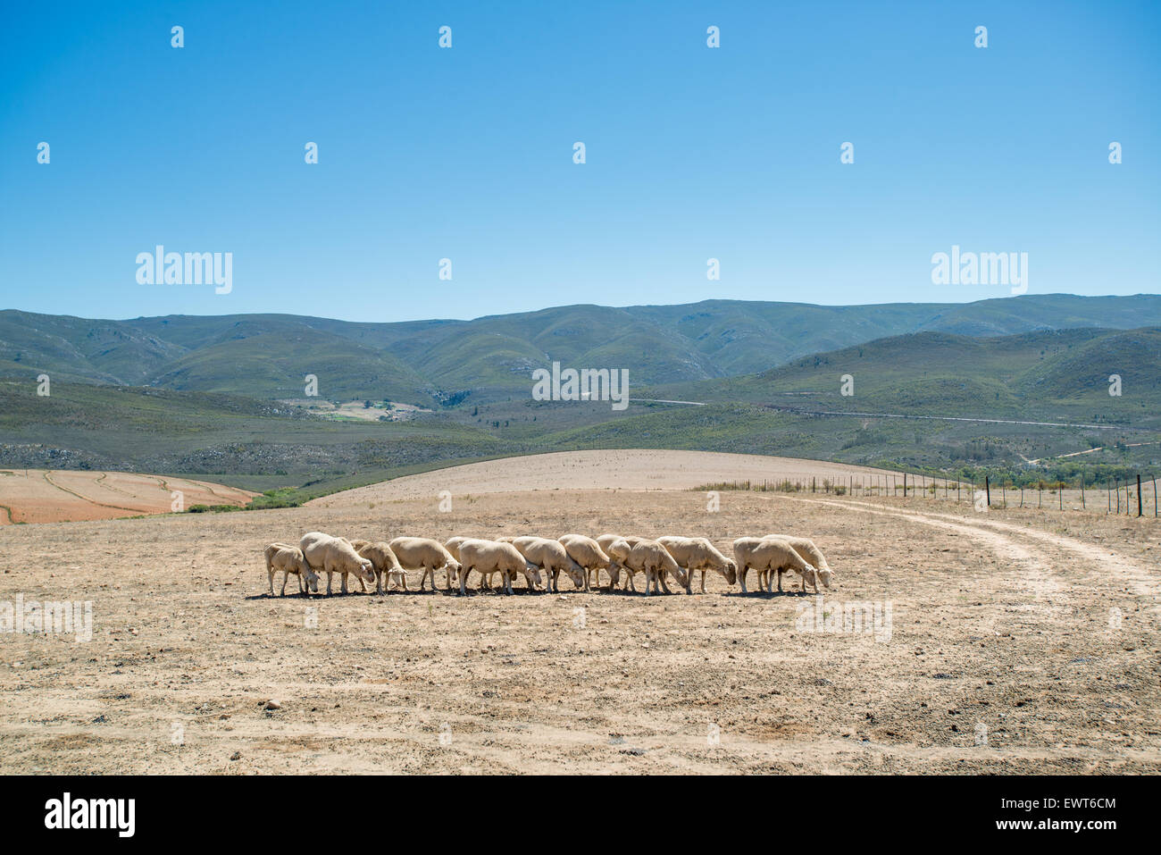 South Africa - Sheep (ovis aries) lined up side by side in the middle of a field Stock Photo