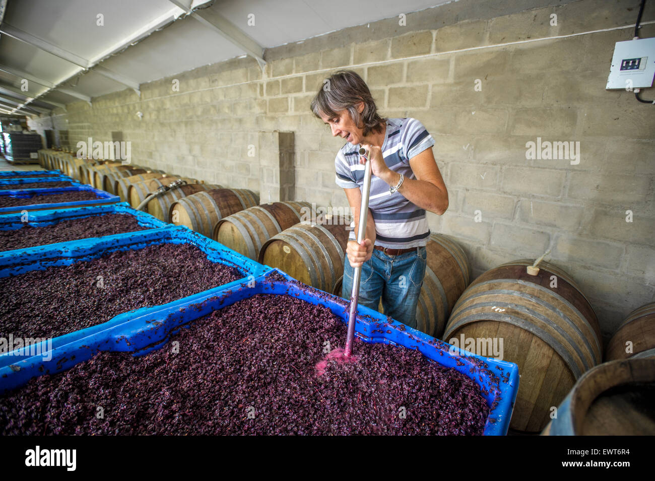 Paarl, South Africa Wine makers punching down the cap on wine grapes