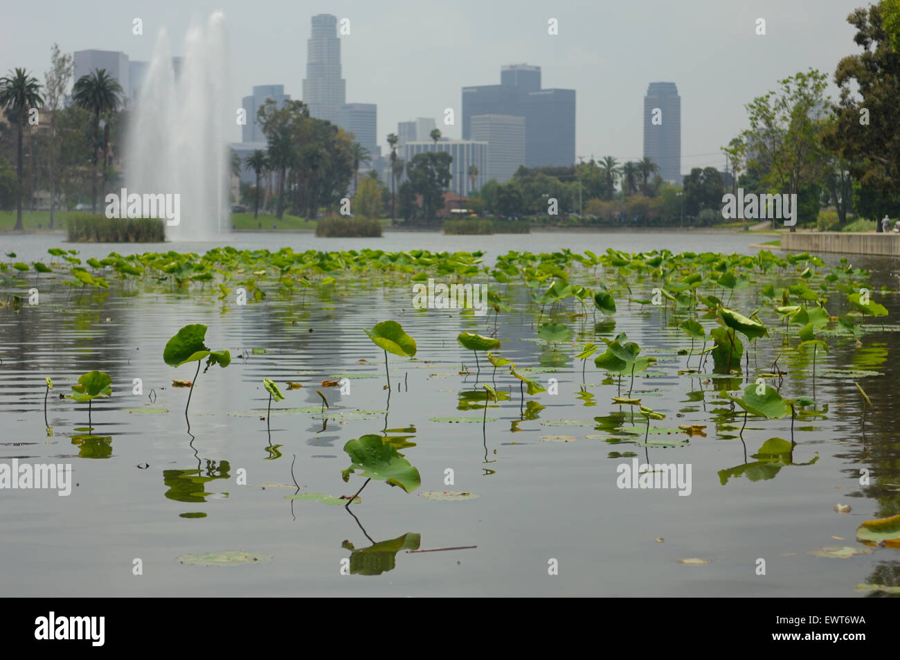 Lotus plants on Echo Park Lake, Los Angeles CA Stock Photo Alamy