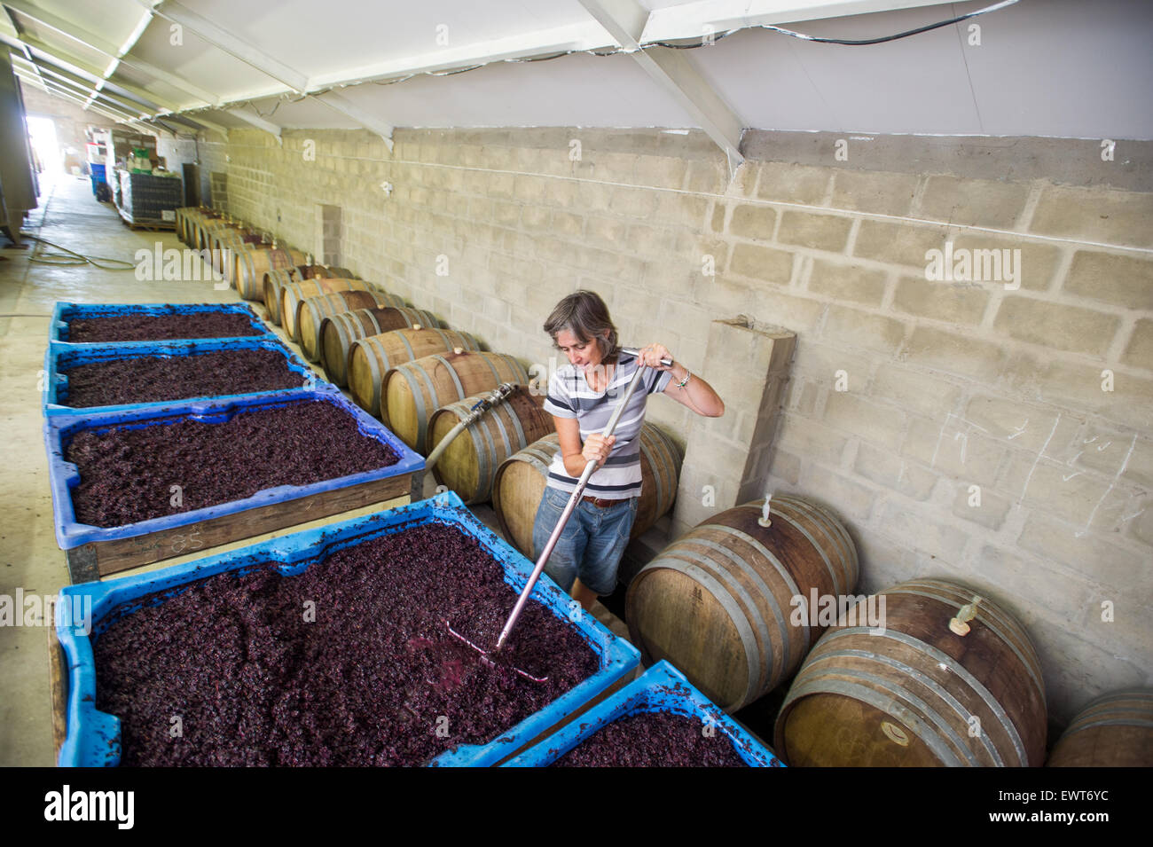 Paarl, South Africa Wine makers punching down the cap on wine grapes