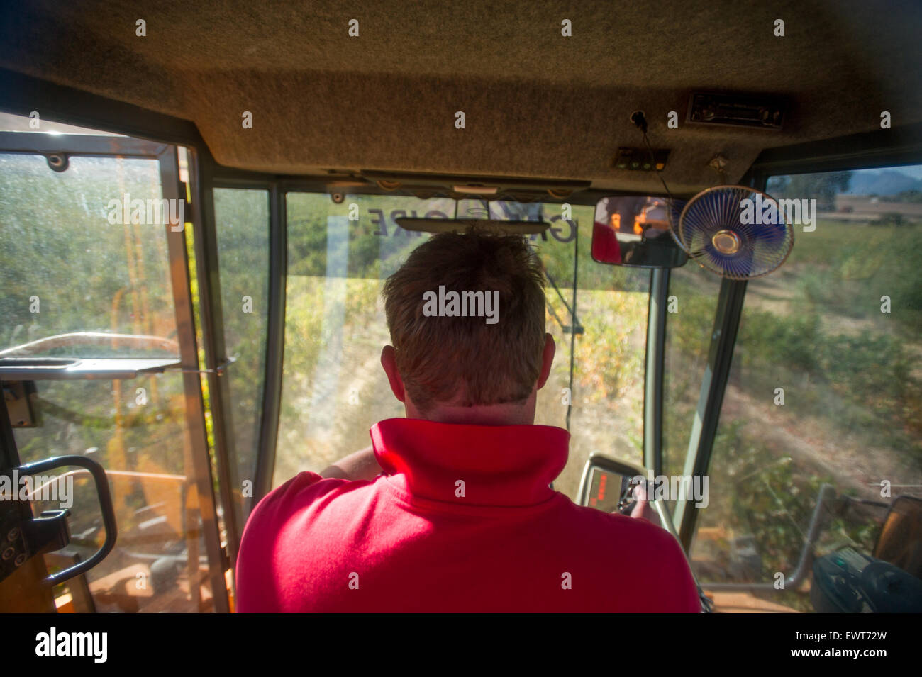 Stellenbosch, South Africa - , Wine Grape harvest Stock Photo